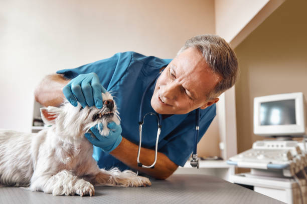 Best Emergency Broken Tooth Repair in Franklin Square, NY